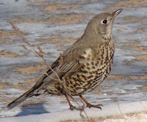 Хөөндэй (Бужмаг хөөндэй)